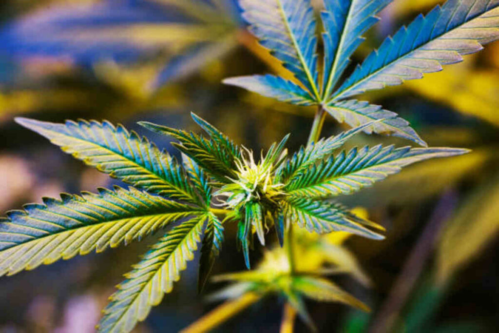 the whit cherry strain review