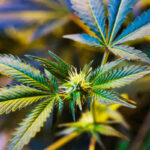the whit cherry strain review